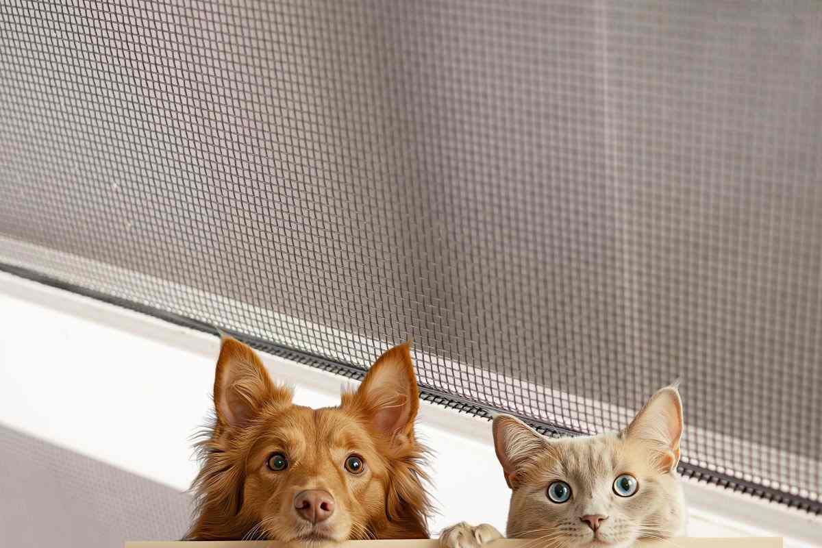 zanzariera, cane e gatto