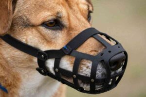 cane con la museruola