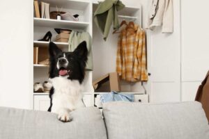 cane dispettoso dietro al divano