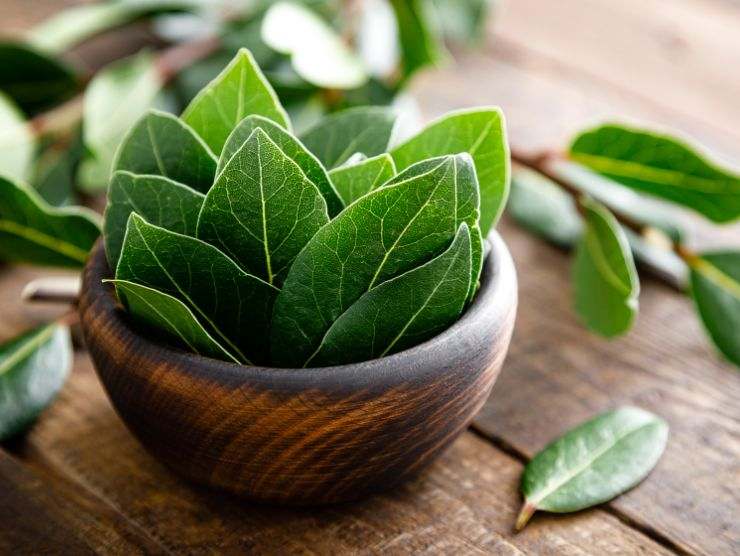 ciotola con foglie di alloro